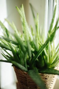 Aloe Vera In electrolyte skin care